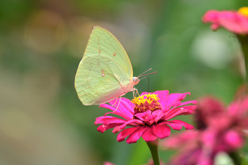 Common Brimstone, Gonepteryx rhamni is one kind of butterfly with yellow wings