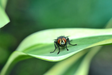 Meat flies are called sarcophagidae. These flies are sometimes perched on green leaves