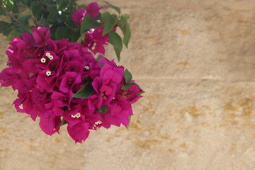 Bougainvillea flowers close up.Blooming bougainvillea.Bougainvillea flowers as a background.Floral background. - 319365777