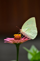 Common Brimstone, Gonepteryx rhamni is one kind of butterfly with yellow wings