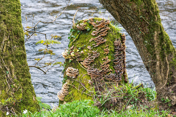 Saprophytic fungi, Coriolus versicolor, on a dead tree trunk