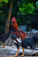 Cockfighting is a game of fighting two chickens in an arena until one of the chickens runs away or loses