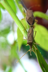 walang sangit (Leptocorisa acuta) who is currently mating on a tree branch