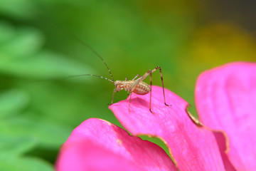 small insects like crickets live in zinnia flowers
