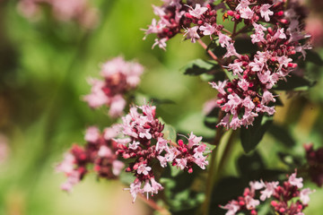 Origanum vulgare. Medicinal plant with small pink flowers in the wild in sunny weather