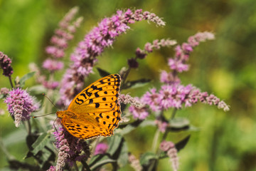 Origanum vulgare. Medicinal plant with small pink flowers in the wild in sunny weather A butterfly with orange wings in a black speck sits on a flower