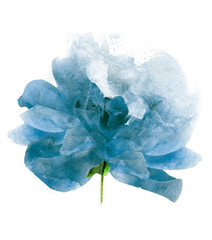 Watercolor flower , isolated on white background