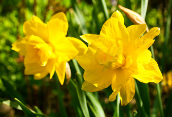 Beautiful flowers of daffodils narcissus glow in morning at sunrise in golden rays of sunshine.