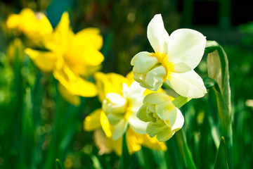 Beautiful flowers of daffodils narcissus glow in morning at sunrise in golden rays of sunshine.