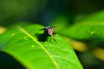 Meat flies are called sarcophagidae. These flies are sometimes perched on green leaves