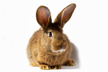 small fluffy red rabbit isolated on white background. Hare for Easter close-up.