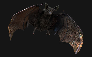 3d Illustration blood thirsty vampire bat swooping on the dark background with cliping path.