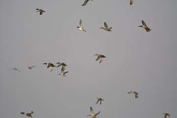 Flock of northern shovelers ducks taking flight.