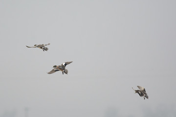 Flock of gadwall ducks flying .