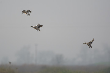 Flock of gadwall ducks flying .