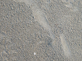 footprints in the sand after rain