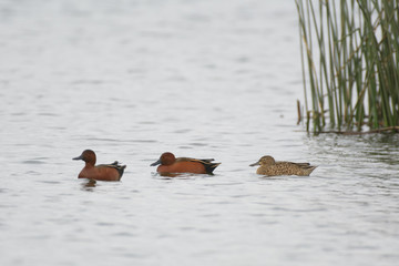 Cinnamon teal ducks swimming.