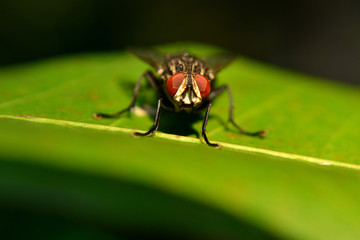 Fototapeta premium Meat flies are called sarcophagidae. These flies are sometimes perched on green leaves