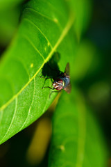 Meat flies are called sarcophagidae. These flies are sometimes perched on green leaves