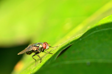 Naklejka premium Meat flies are called sarcophagidae. These flies are sometimes perched on green leaves
