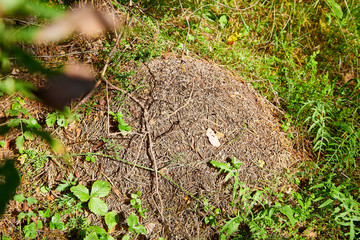 large anthill in the forest on a green grass background in a forest on a summer day