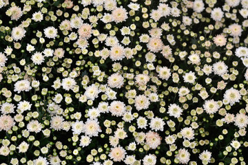 numerous daisy flowers texture wallpaper