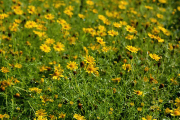 Obraz premium yellow phagneticola trilobata selective focus