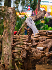 Take photos of the colorful macaw parrots with the bird care staff at the mall.