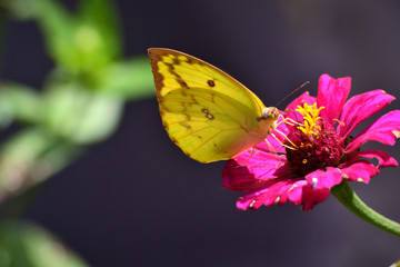 Eurema is known as yellow grass, one kind of butterfly