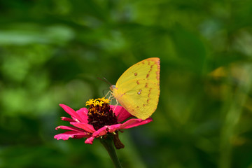 Eurema is known as yellow grass, one kind of butterfly