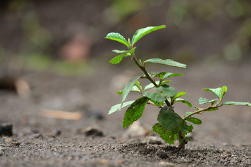 Putri  Malu or Mimosa pudica is a short shrub that has round flowers and purple