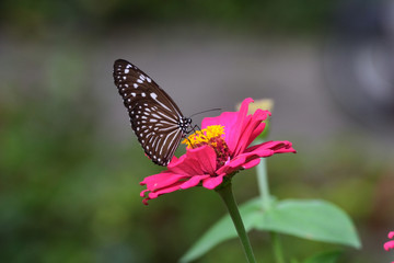 Fototapeta na wymiar One of kind butterfly in indonesia that is similar to the Euploea crameri butterfly