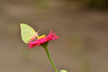 Common Brimstone, Gonepteryx rhamni is one kind of butterfly with yellow wings