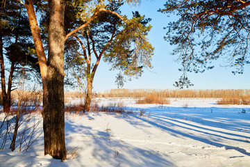 Landscape with pine trees on a Sunny winter or spring day