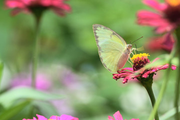 Common Brimstone, Gonepteryx rhamni is one kind of butterfly with yellow wings