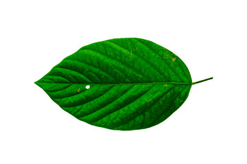 Leaves in the garden on white background. Debris after being eaten by worms. The furrows on the...