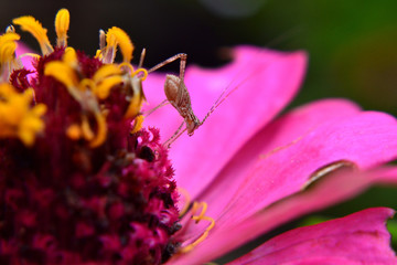 small insects like crickets live in zinnia flowers