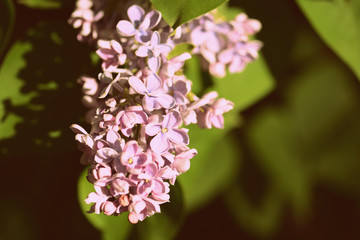 A beautiful bush of lilac blossoms in the summer garden on a sunny day. Retro style toned