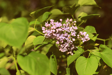A beautiful bush of lilac blossoms in the summer garden on a sunny day. Retro style toned