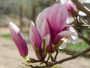 pink magnolia flowers in garden