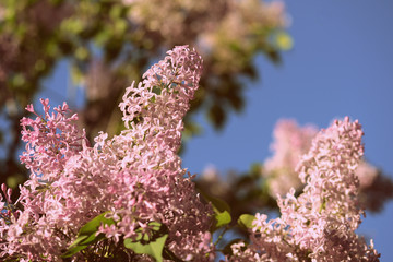 A beautiful bush of lilac blossoms in the summer garden on a sunny day. Retro style toned