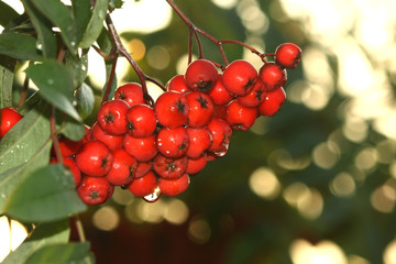 Rowan berries in raindrops on a blurry green background.