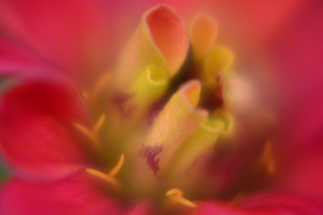 Close up photo of Red Zinnia flower in blossom 