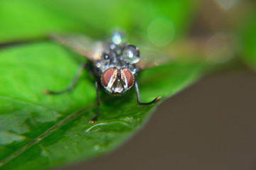 Meat flies are called sarcophagidae. These flies are sometimes perched on green leaves