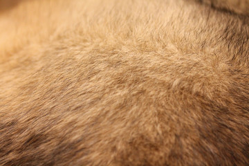Abstract background of mixed breed dog fur close up. Domestic animal wool. Large or medium sized pooch. Sable colored fur