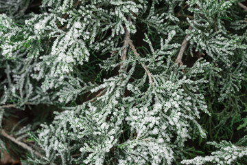 natural green background. closeup juniper branches covered with hoarfrost.