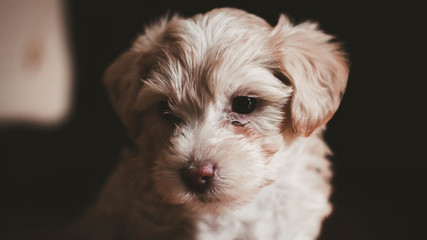 Photograph of a small hairy puppy