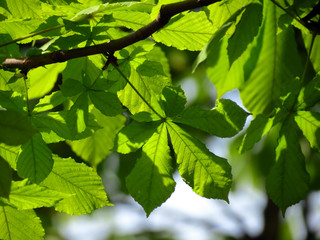 green leaves of a tree