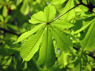 green leaf