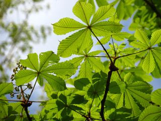 green leaves of a tree